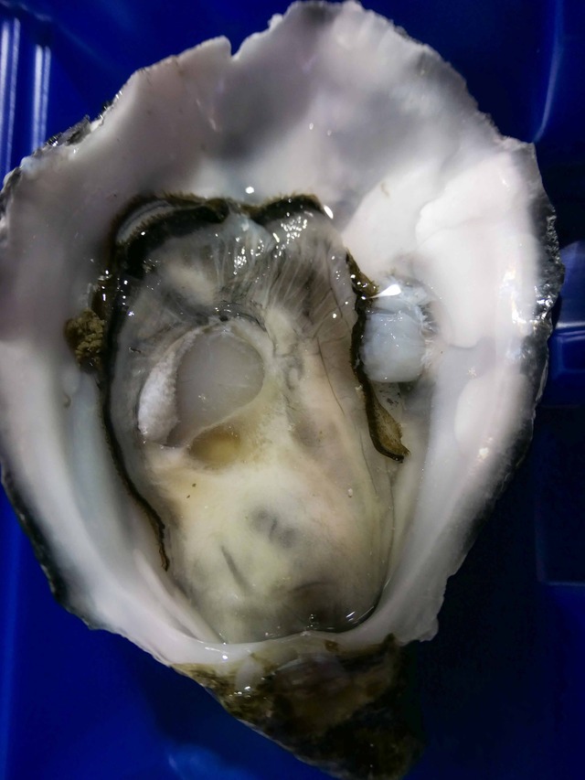 Tasmanian Oysters 4_edit