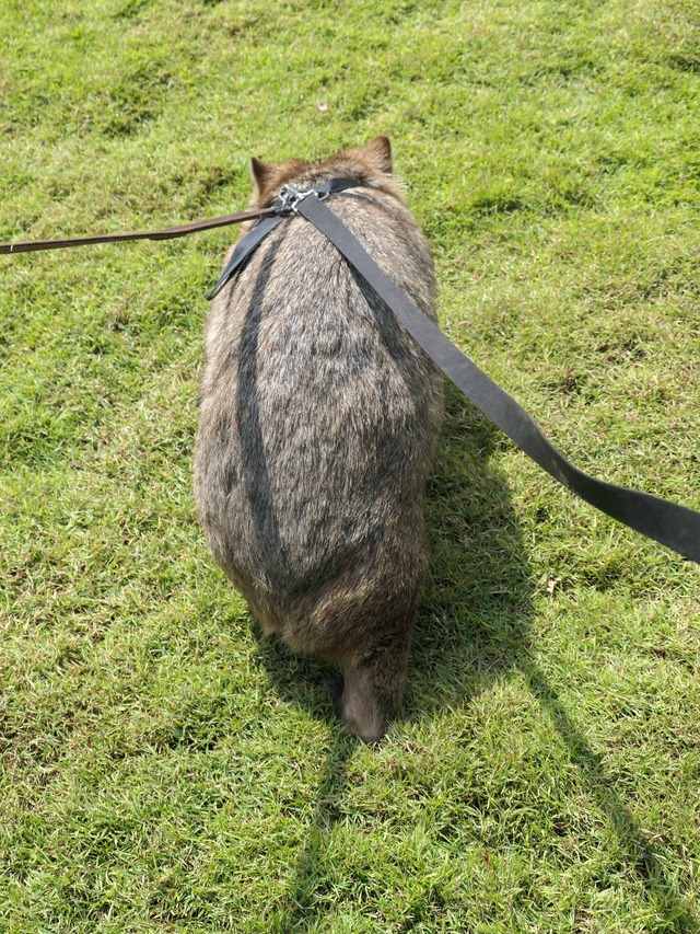 Wombat Walk 23_edit