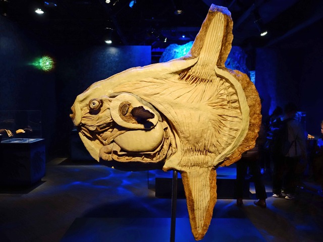 マンボウ 3_edit