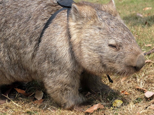 Wombat Walk 8_edit