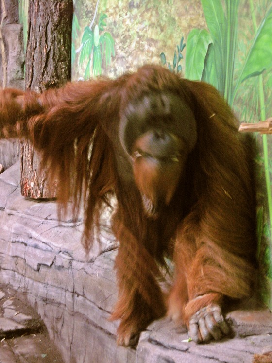 Sumatran orangutan 9_edit