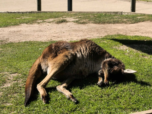 カンガルー 7_edit