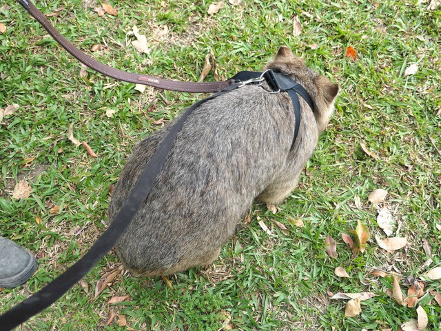 Wombat Walk 13_edit