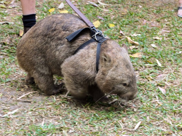 Wombat Walk 68_edit
