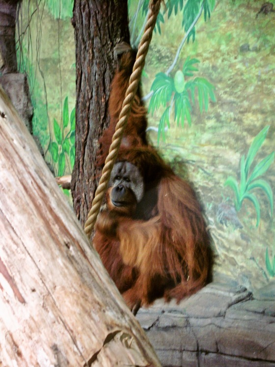 Sumatran orangutan 8_edit