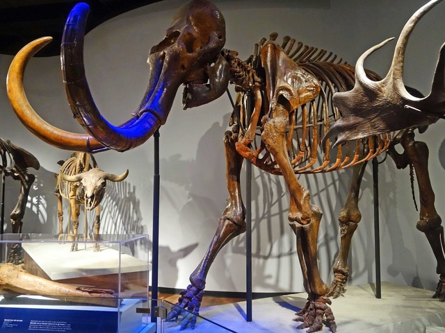 マンモスの骨格標本 1_edit