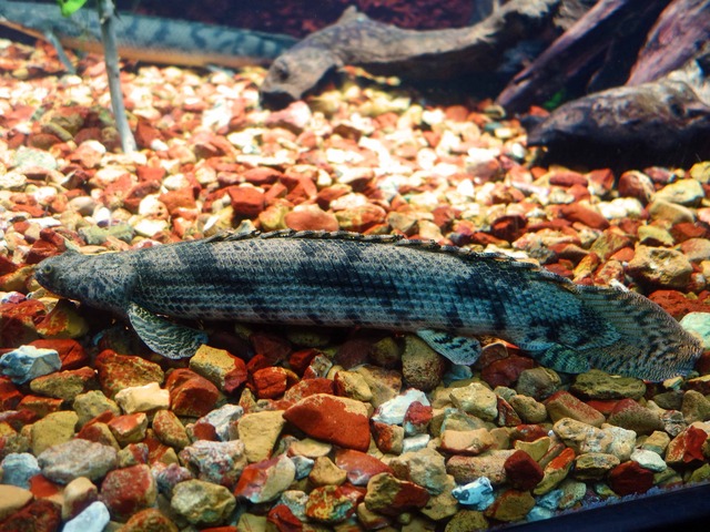 Bandback bichir_edit