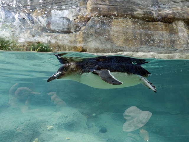 リトルペンギン 4_edit