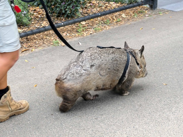 Wombat Walk 47_edit