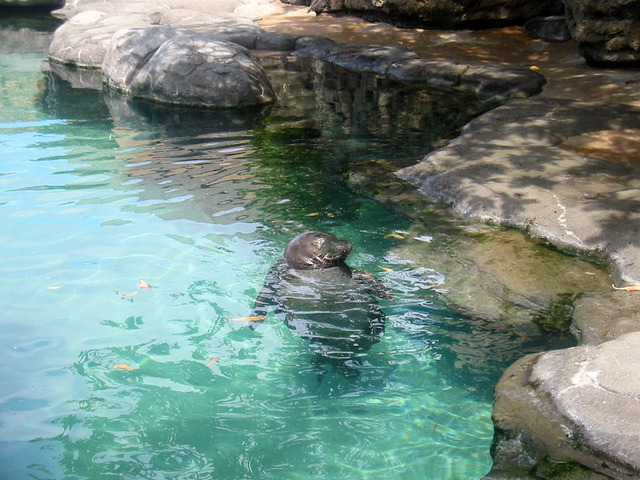ワイキキ水族館・モンクシール 1_edit