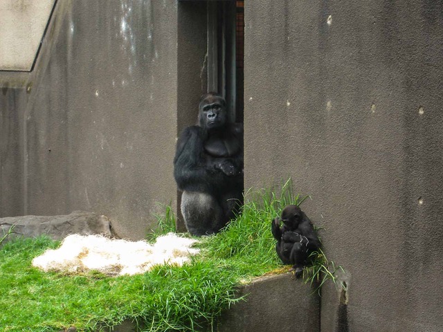 Gorilla 6_edit