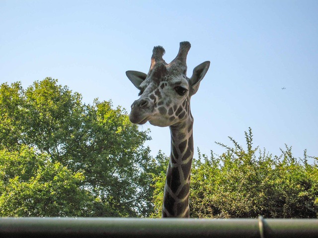 Giraffe 1_edit