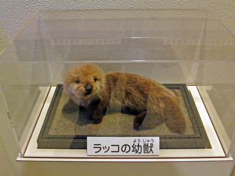 ラッコの幼獣_edit