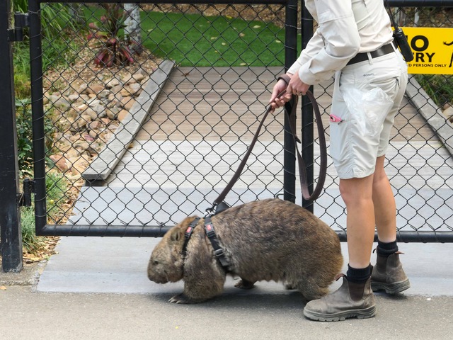 Wombat Walk 62_edit