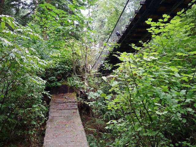Nature's Edge 20(倒木)_edit