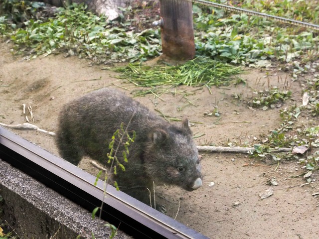 コウ 7_edit