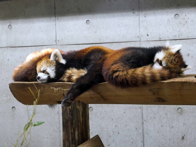 レッサーパンダ 2_edit