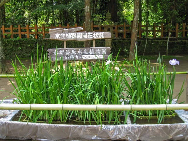 水生植物園開花状況_edit