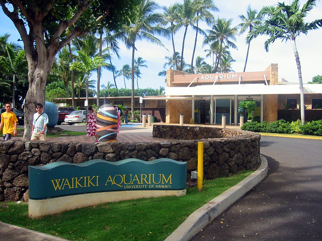 ワイキキ水族館 2_edit