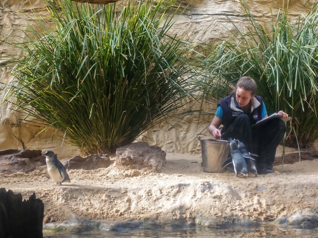 リトル・ペンギン 5_edit