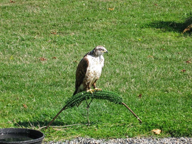 Golden Eagle_edit