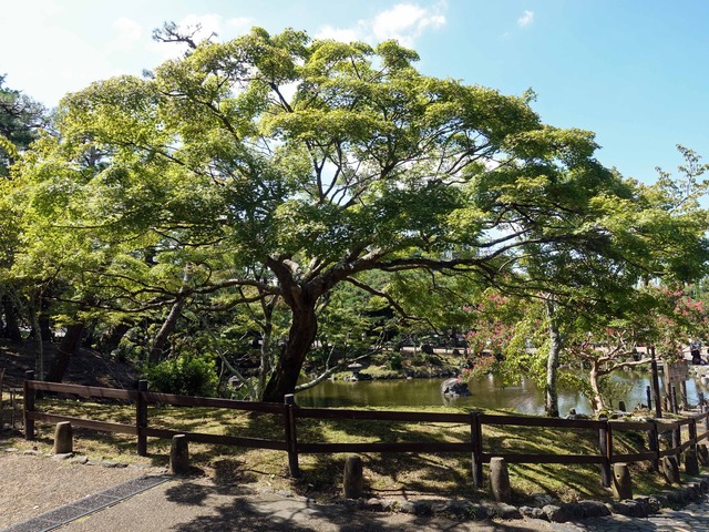 円山公園 9_edit