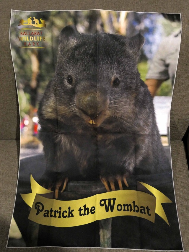 Patrick the Wombat 7_edit