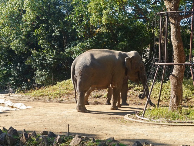 インドゾウ 2_edit