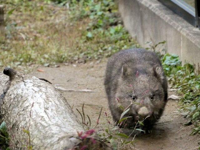 コウ 15_edit