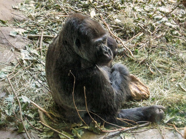 Gorilla 4_edit