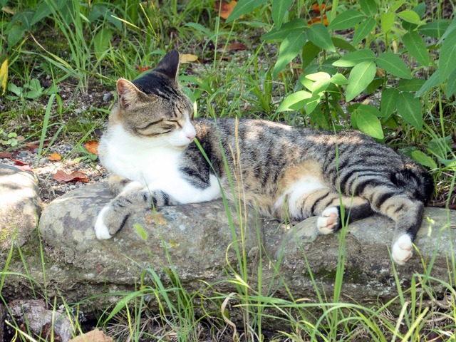 猫 1_edit