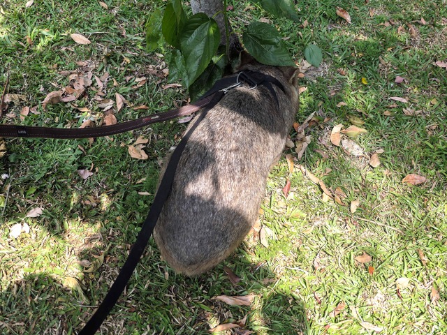 Wombat Walk 11_edit