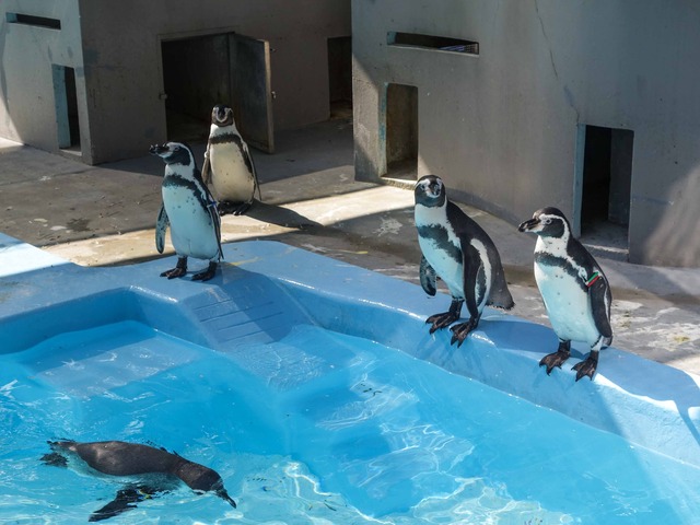 フンボルトペンギン 4_edit