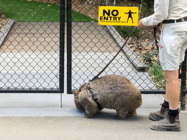 Wombat Walk 61_edit