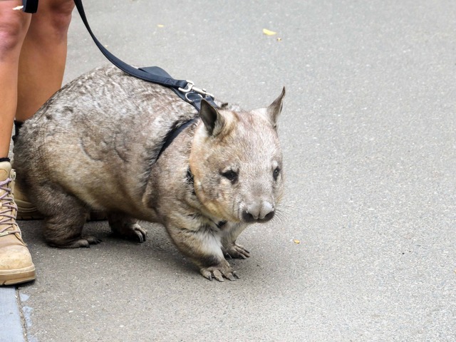Wombat Walk 77_edit