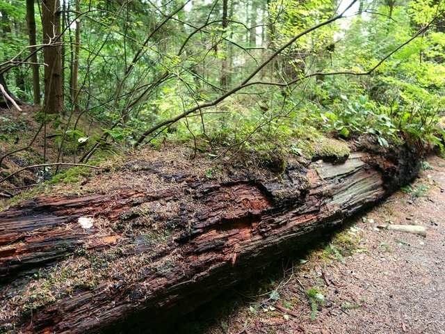 Nurse Log 2_edit