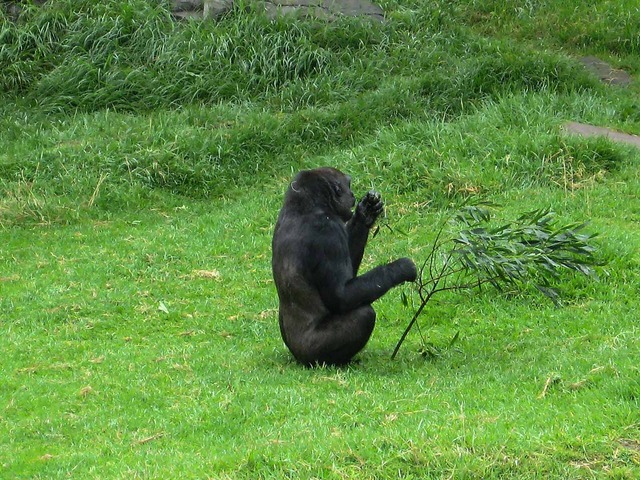 Gorilla 3_edit