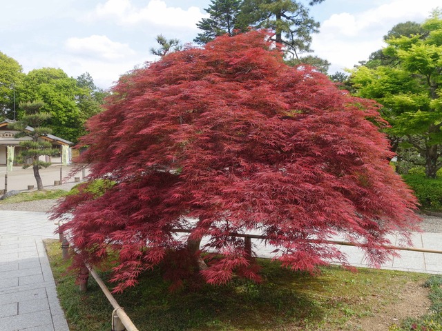 岐阜公園 4_edit