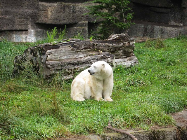 Polar Bear_edit