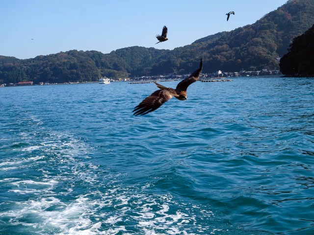 伊根湾 118_edit