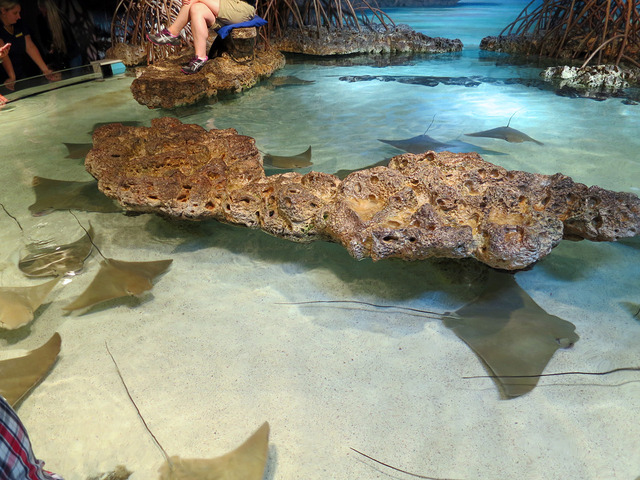 Shark & Ray Touch Tank 2_edit
