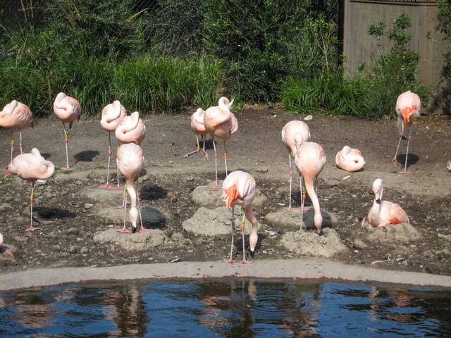 Flamingo 3_edit