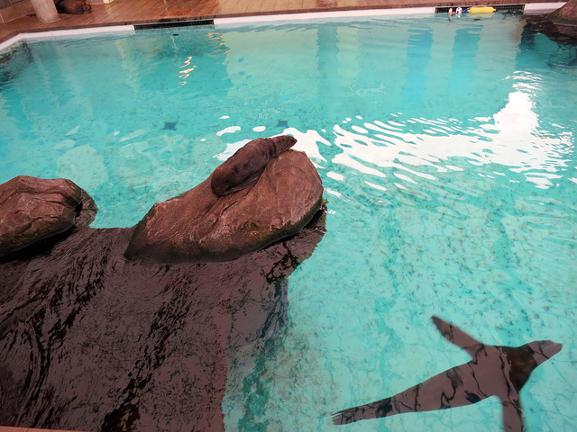 Marine Mammal Center 4_edit