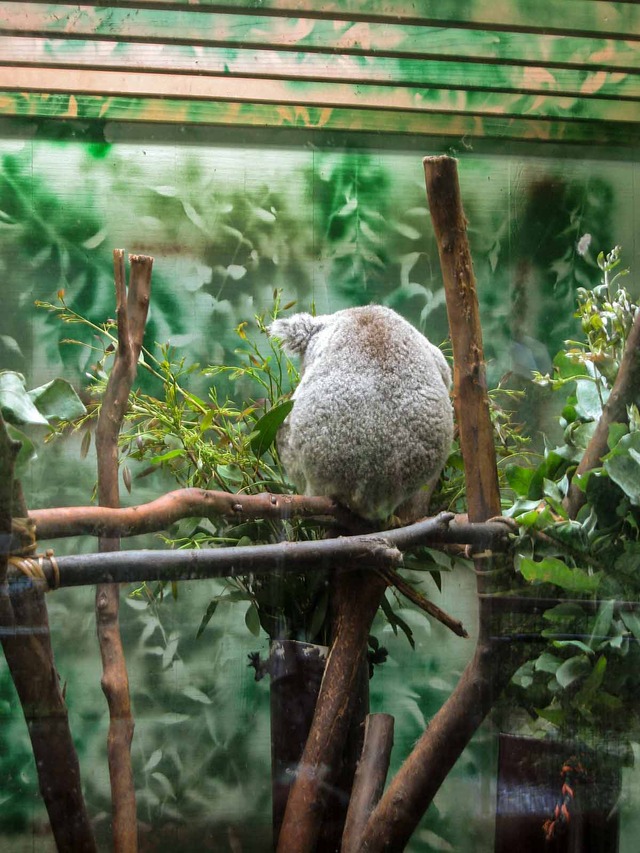 Koala_edit