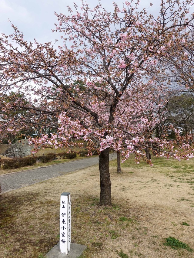伊東小室桜_edit