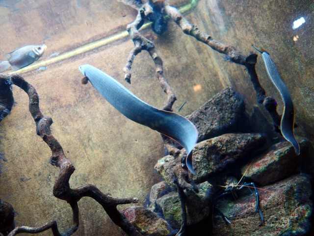 Fire eel 2_edit