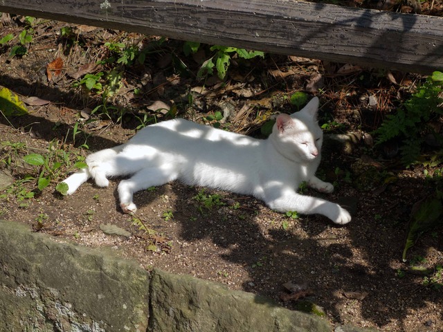 お城周辺の猫 10_edit