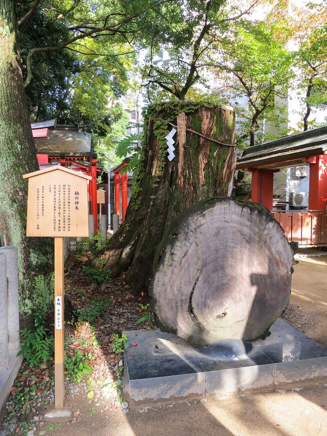 楠の神木 1_edit