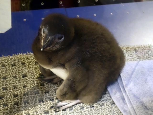 マゼランペンギンの赤ちゃん 2_edit