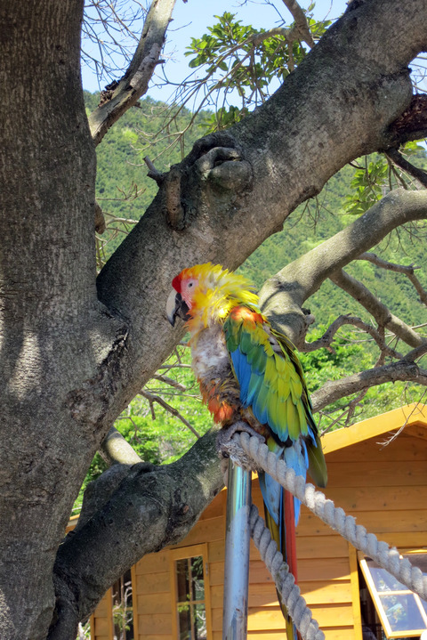 コンゴウインコ_edit